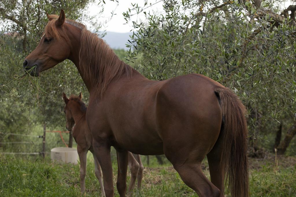 Fattoria Armena Villa Buonconvento Eksteriør bilde